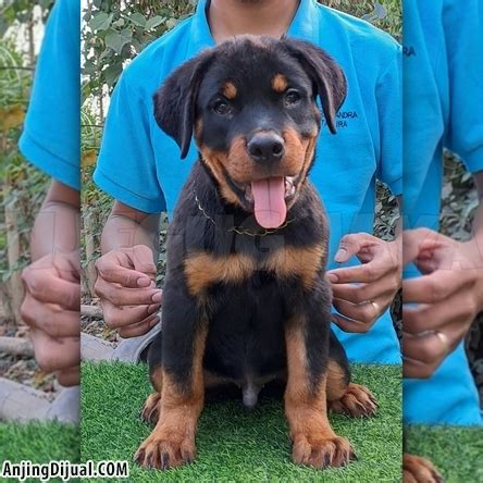 jual rottweiler.